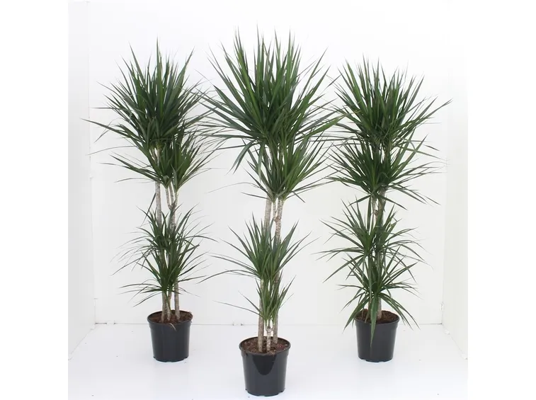 dracena marginata