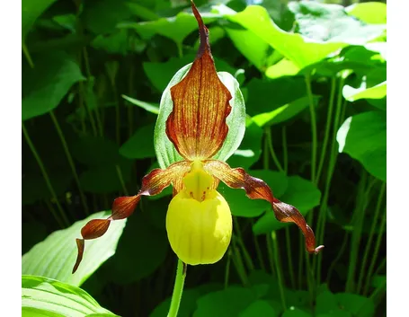 Fiori scarpetta 