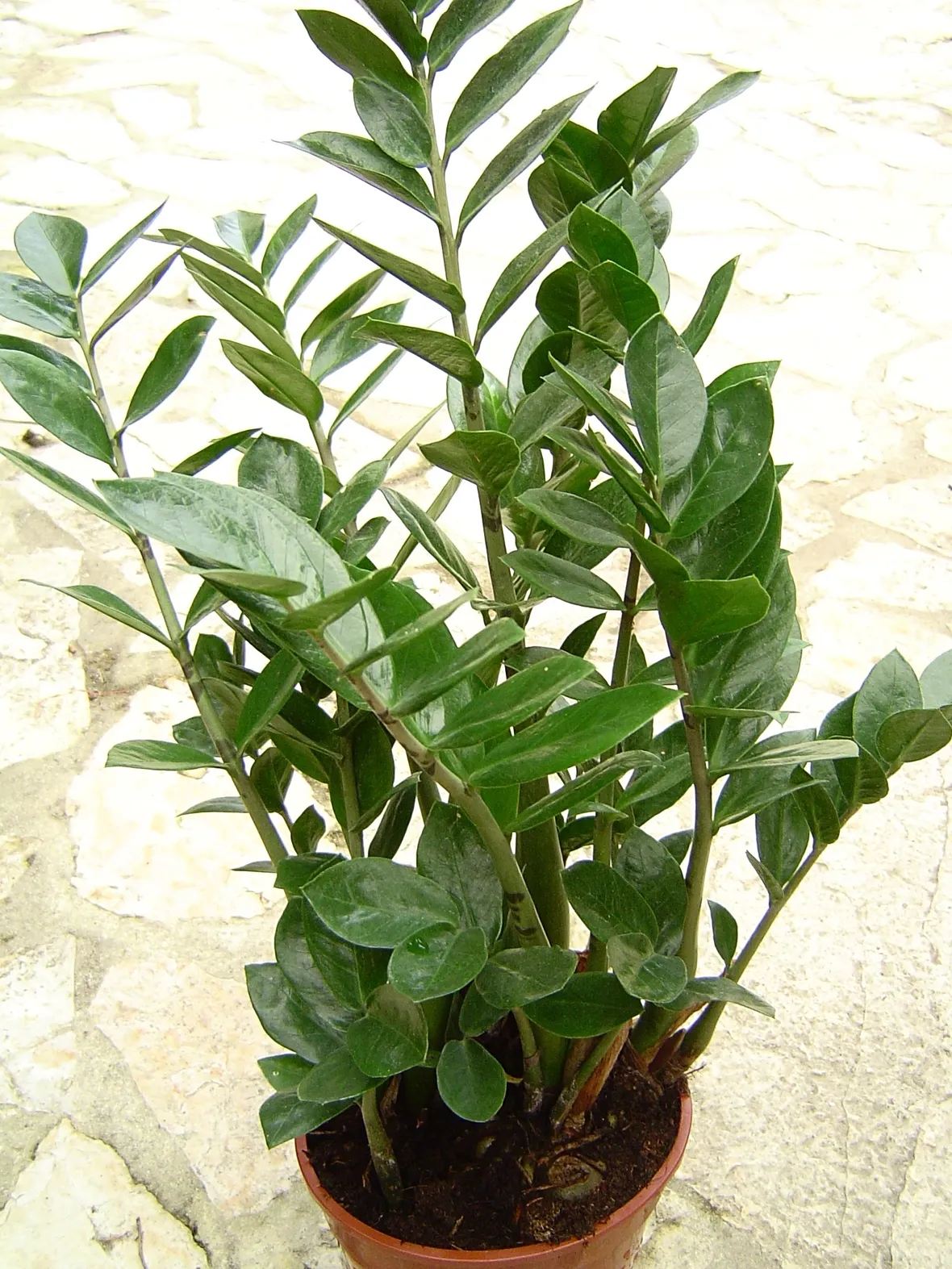 zamia