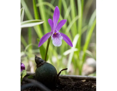 pleione formosana