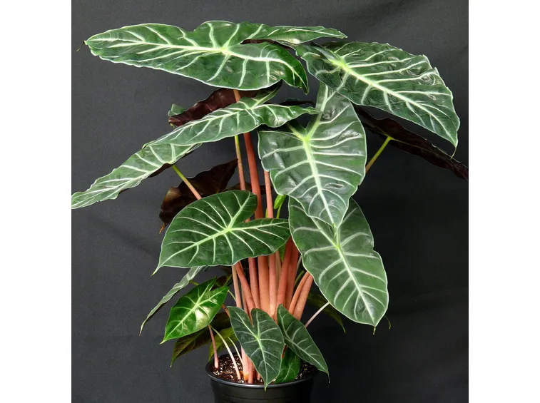 alocasia