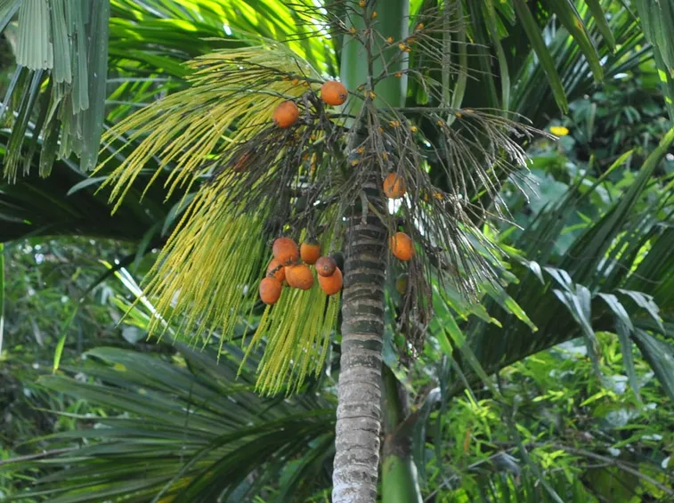 areca