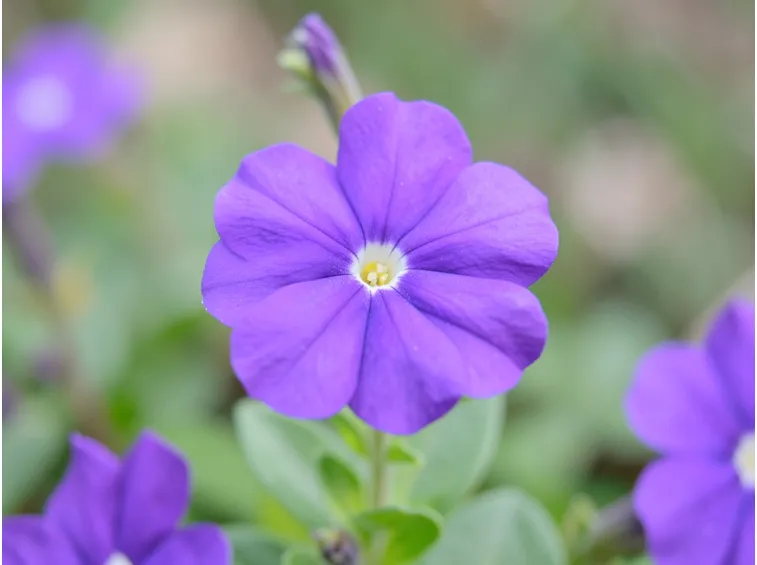 Browallia speciosa