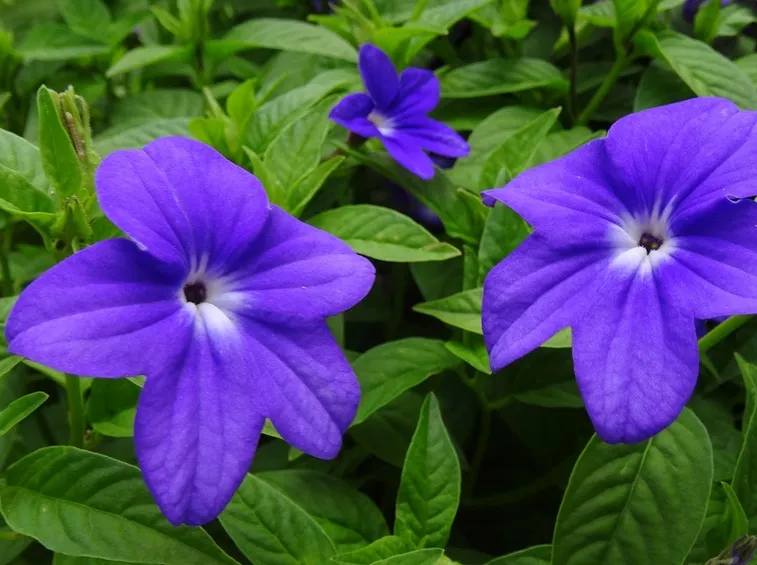 fiori browallia