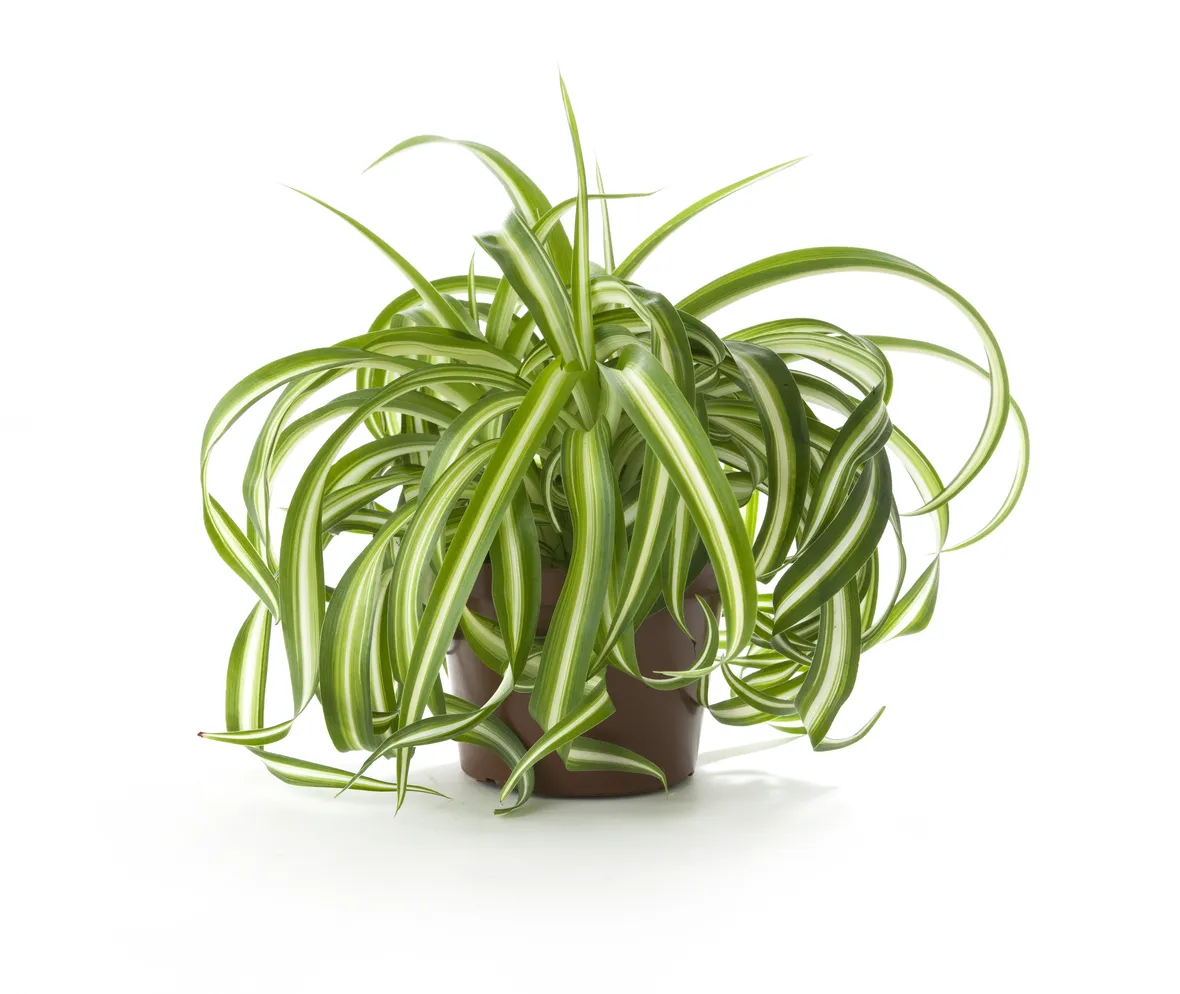 Clorophytum