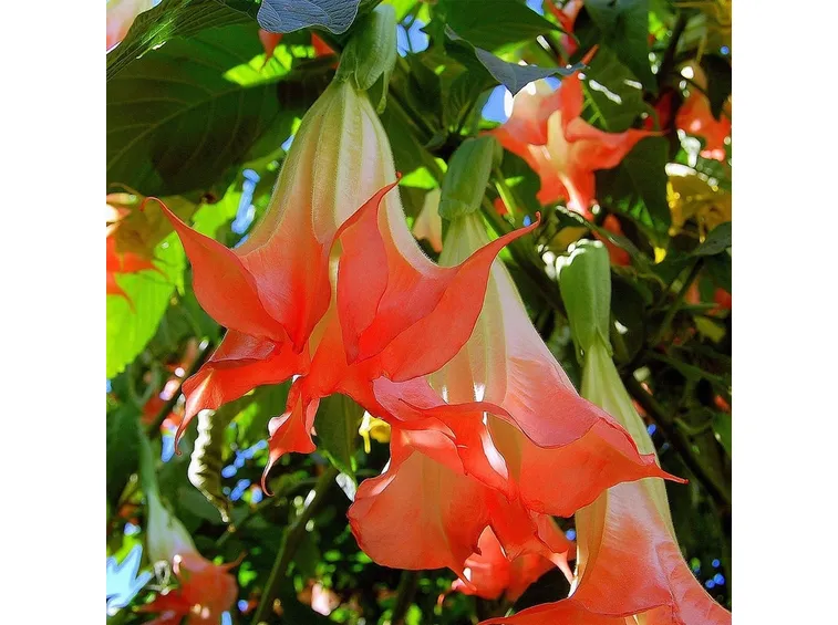 fiori Datura