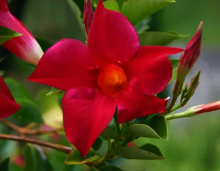 Mandevilla splendens