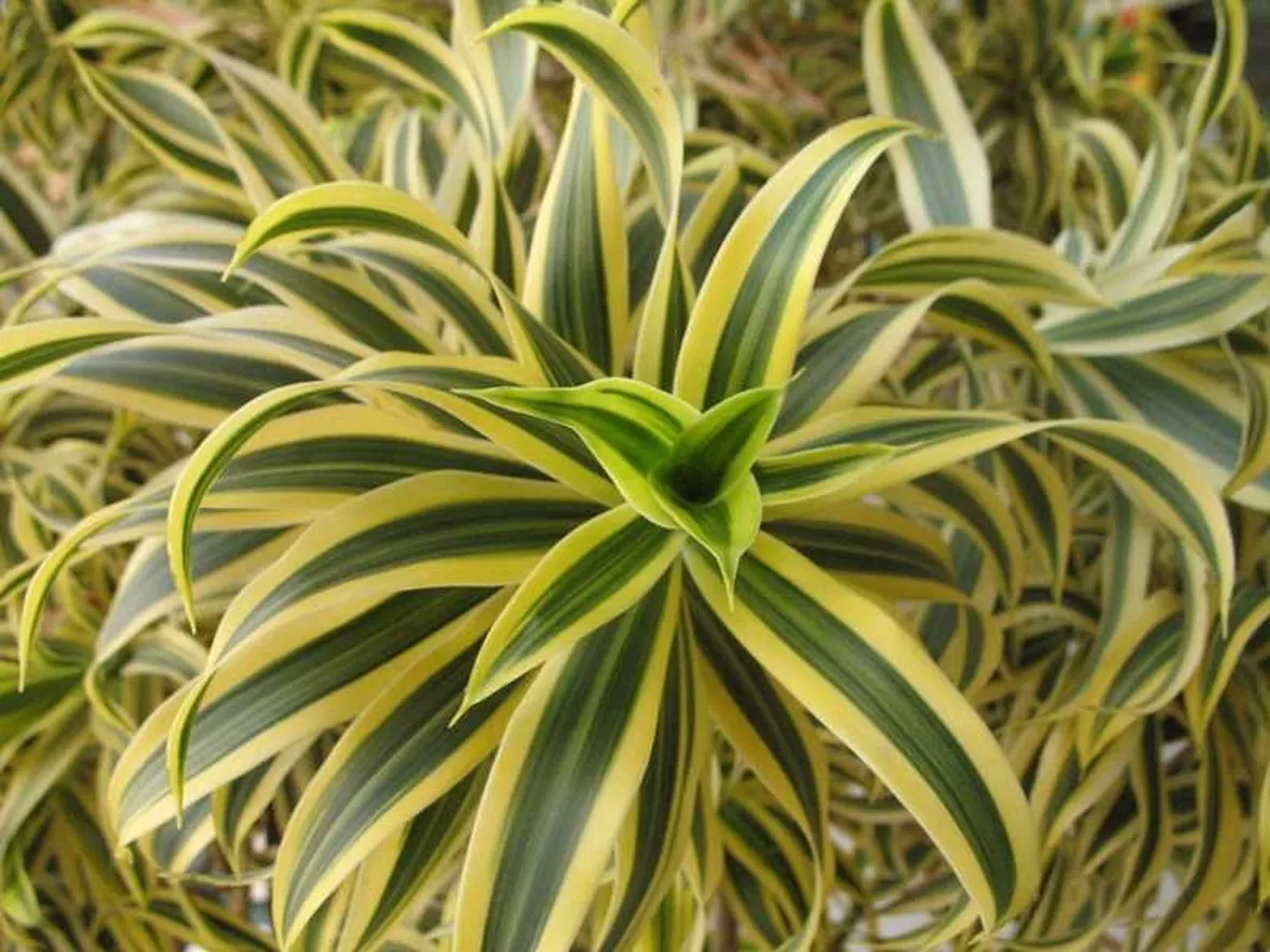 Dracaena