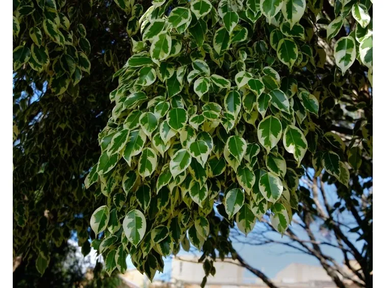 Potatura ficus