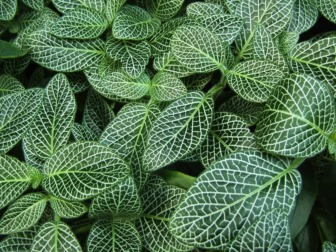 Fittonia verschaffeltii