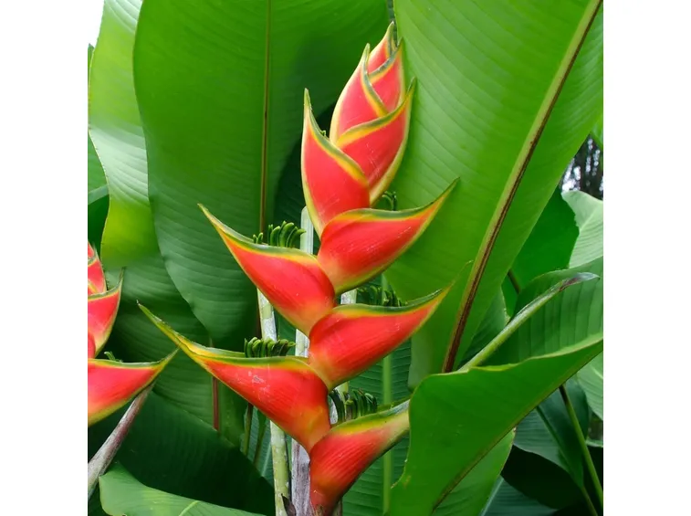 Heliconia 