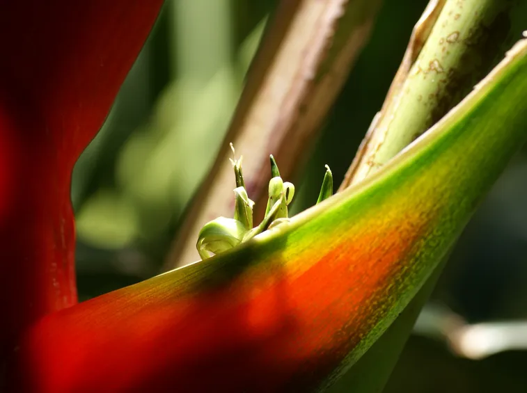 heliconia