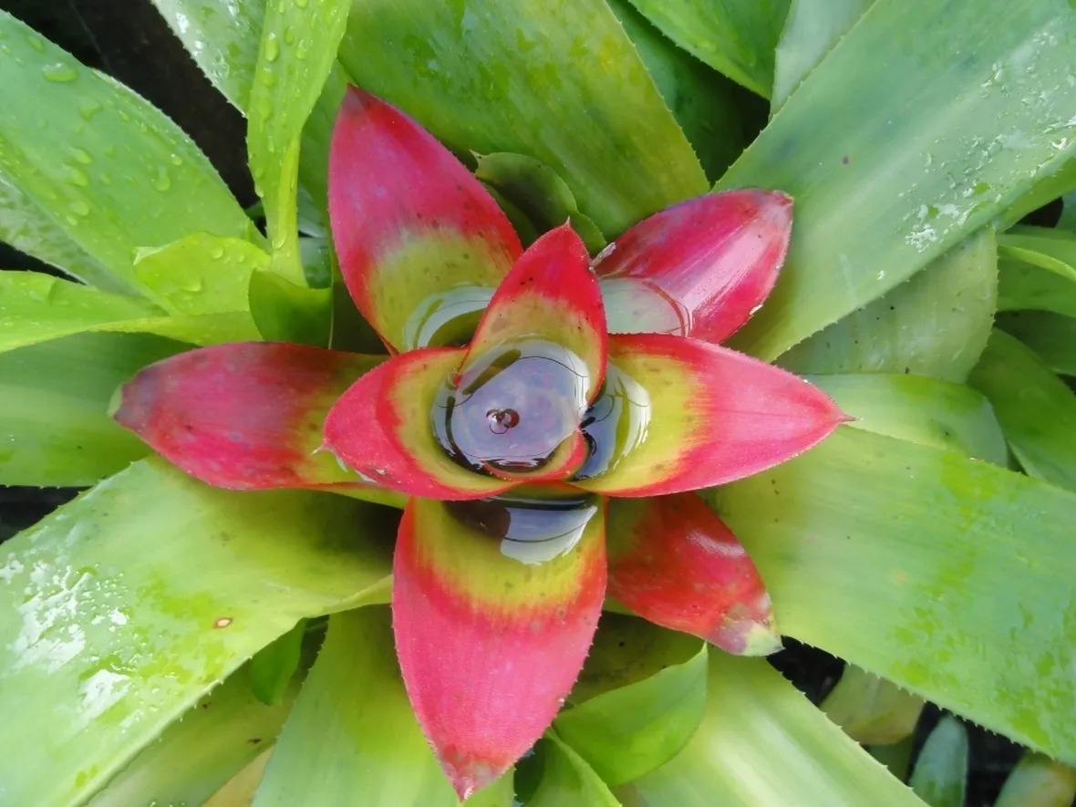 Nidularium