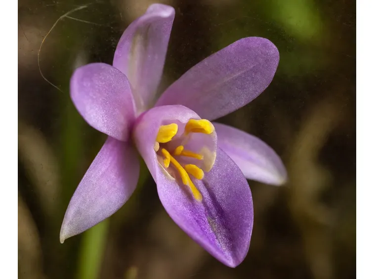 fiore Calopogon