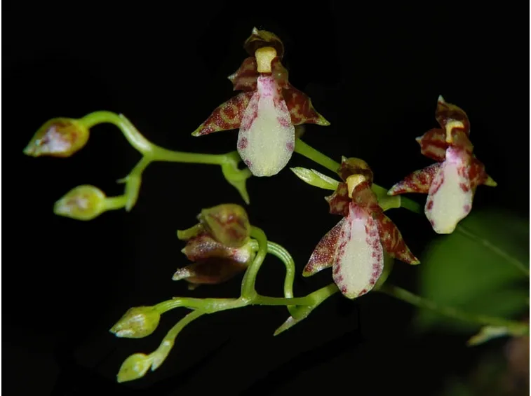 Leochilus labiatus