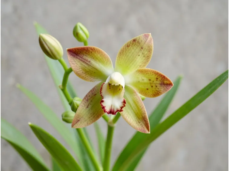 orchidea