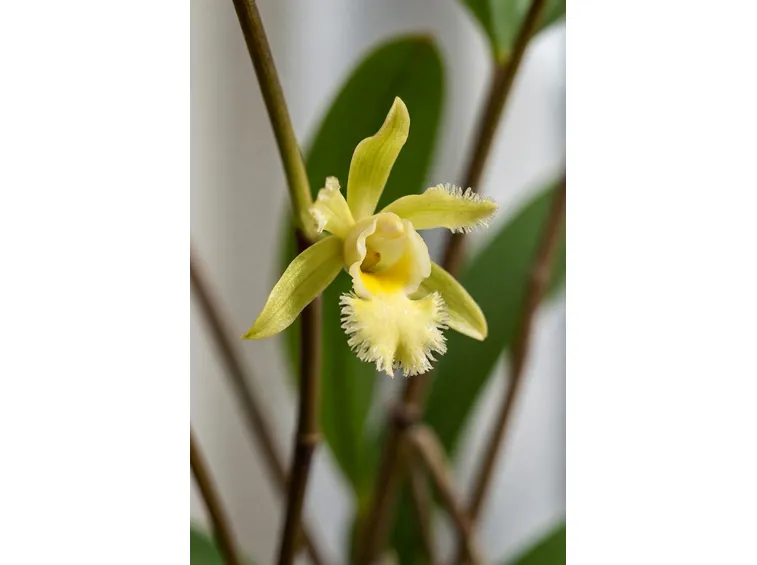 Fiori Vaniglia