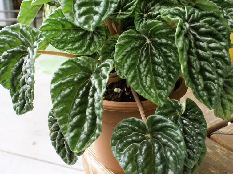 Peperomia caperata