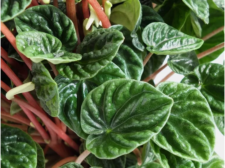 Peperomia caperata