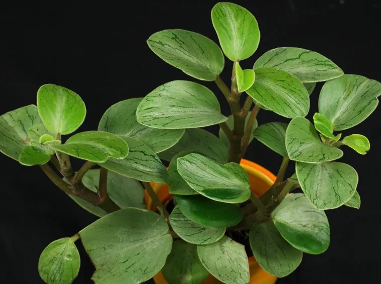 peperomia orba