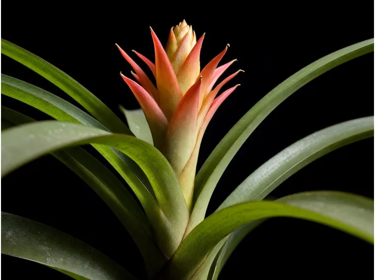 Pitcairnia