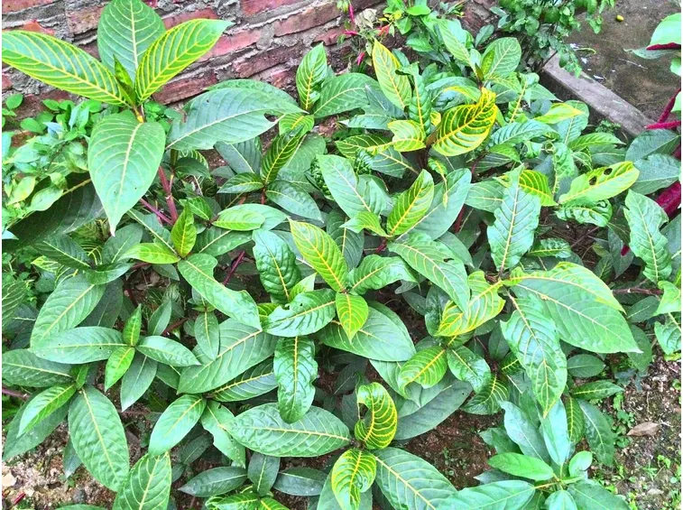 pianta sanchezia