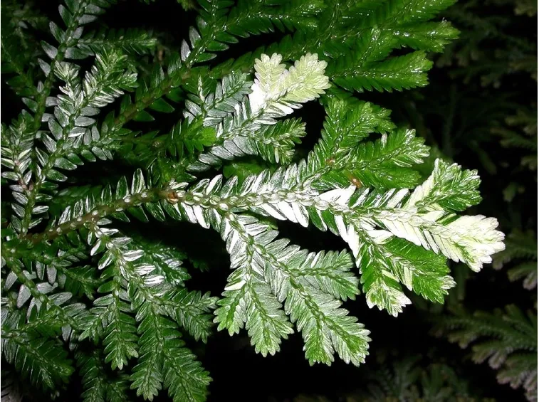 Selaginella