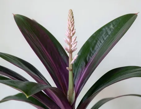 Stromanthe 