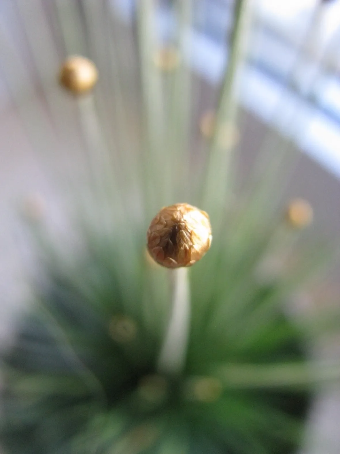 Syngonanthus