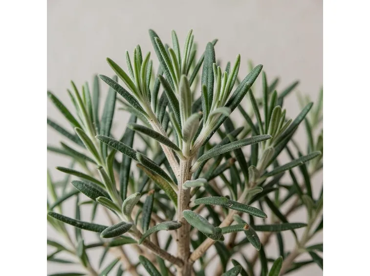 rosmarino