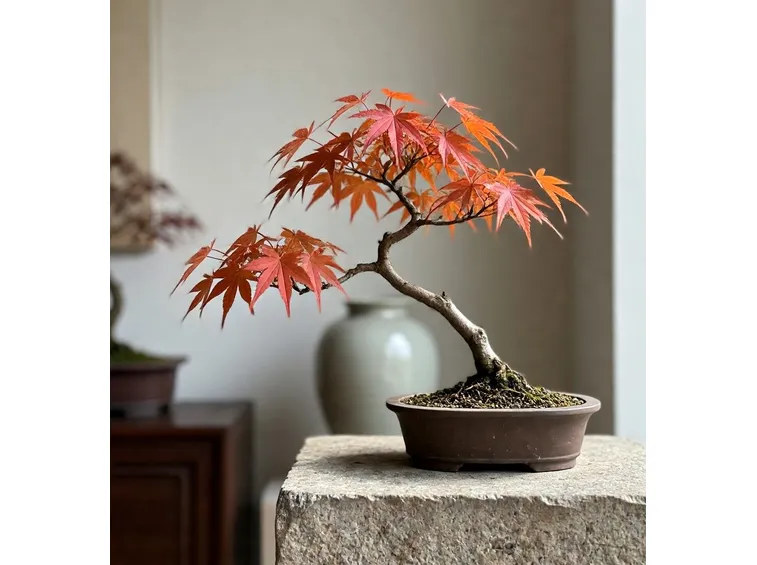 Bonsai acero giapponese