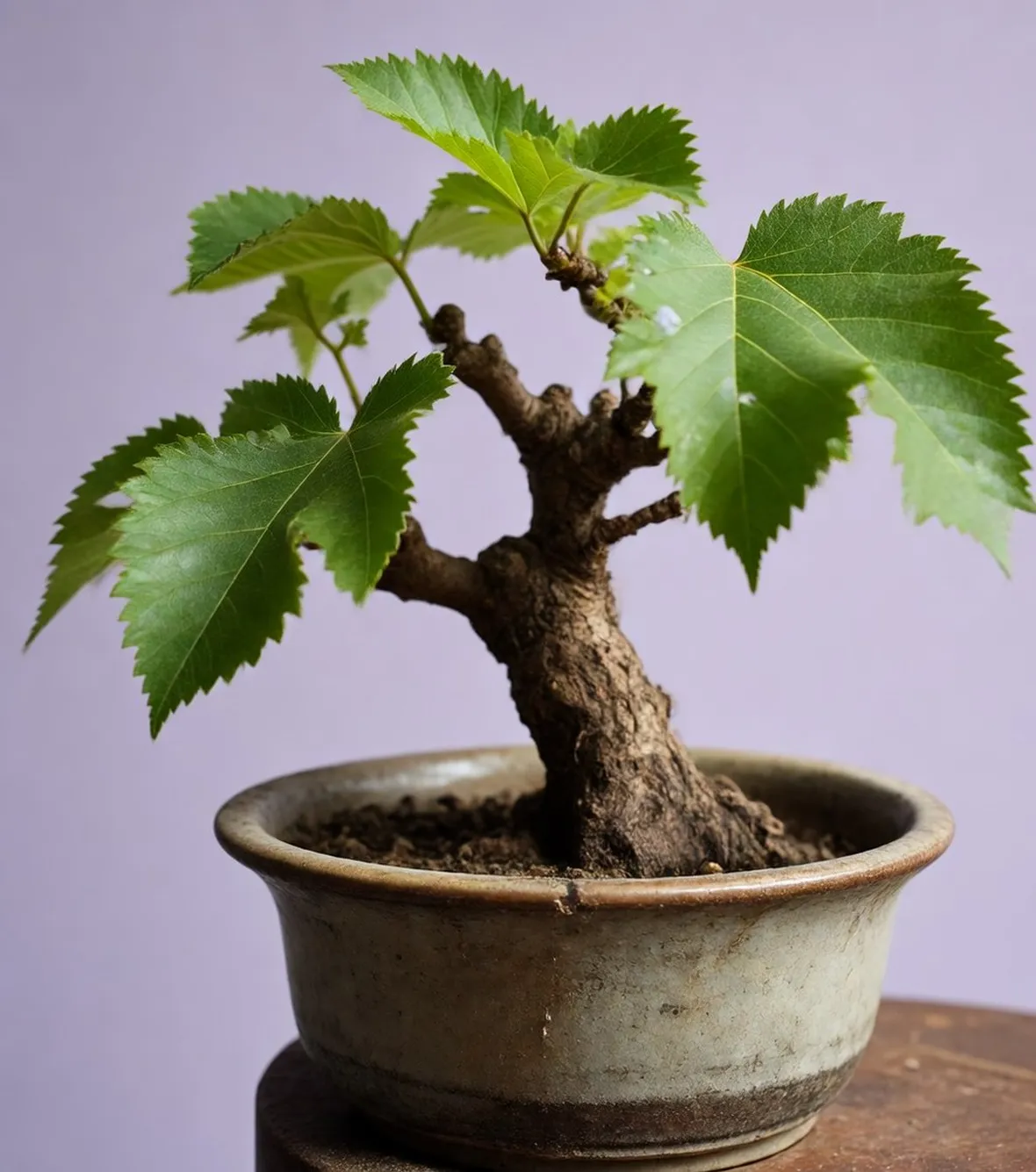 gelso bonsai
