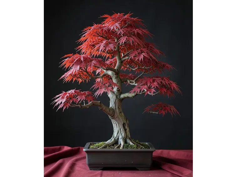 bonsai di acero
