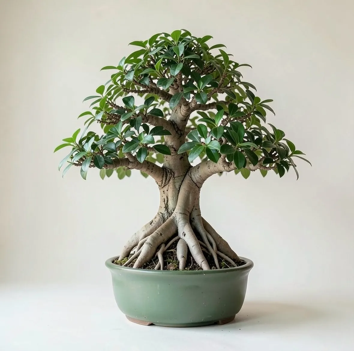 Bonsai ginseng