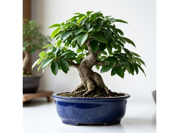 Ficus bonsai