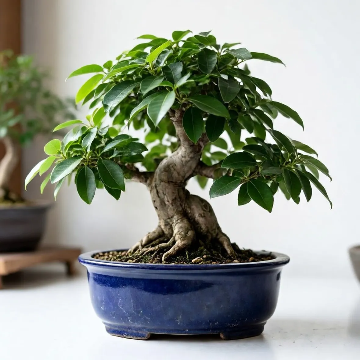 Ficus bonsai