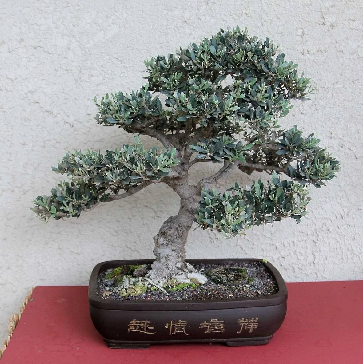 bonsai di ulvio