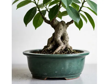 Ficus