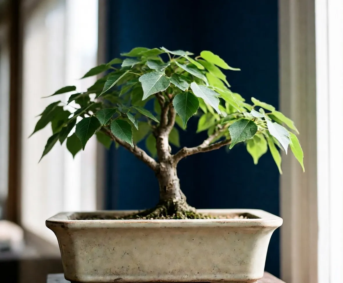 zelkova