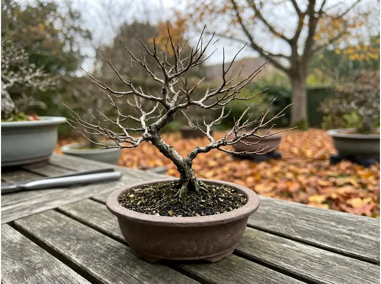 Novembre, il mese in cui la struttura del bonsai torna visibile