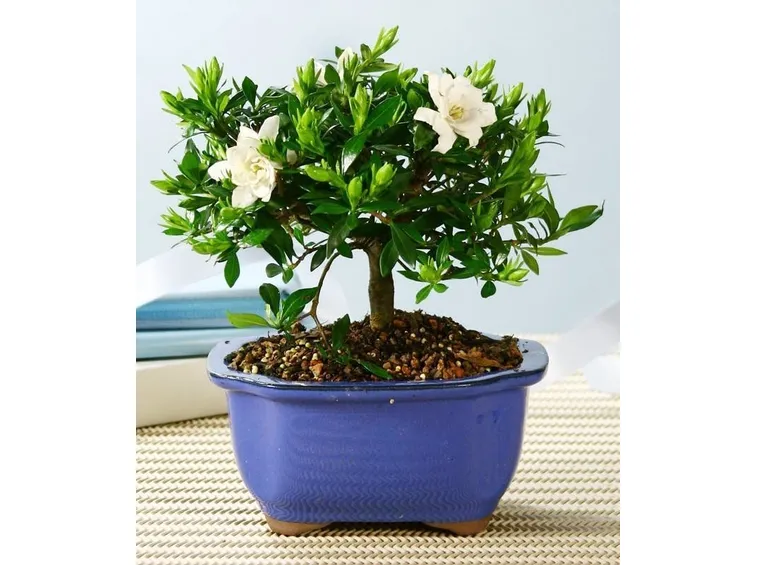 bonsai gardenia