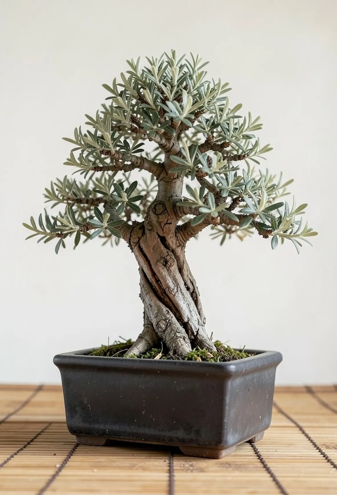 bonsai olivo