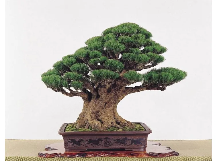 BONSAI QUERCIA 