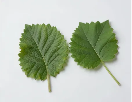margine delle foglie