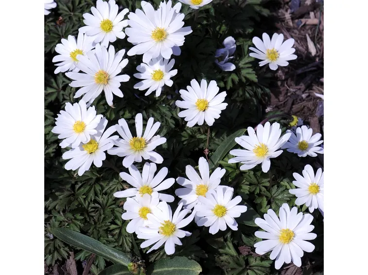 anemone