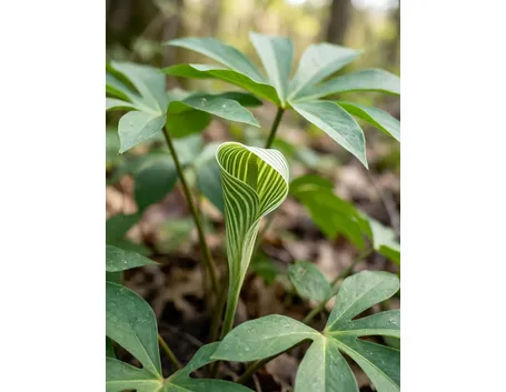 Arisaema 