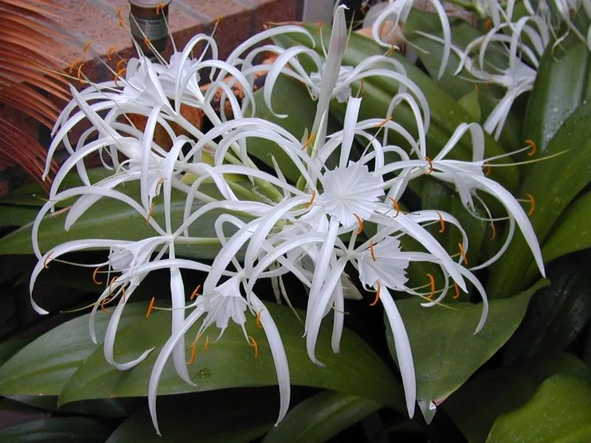 Hymenocallis
