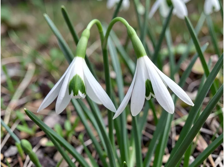 galanthus nivalis