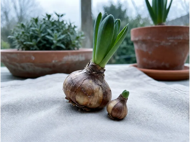 Prima di interrarli, controlla quali bulbi sono ancora vitali