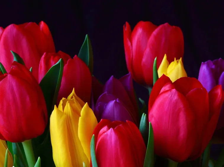 tulipani colorati